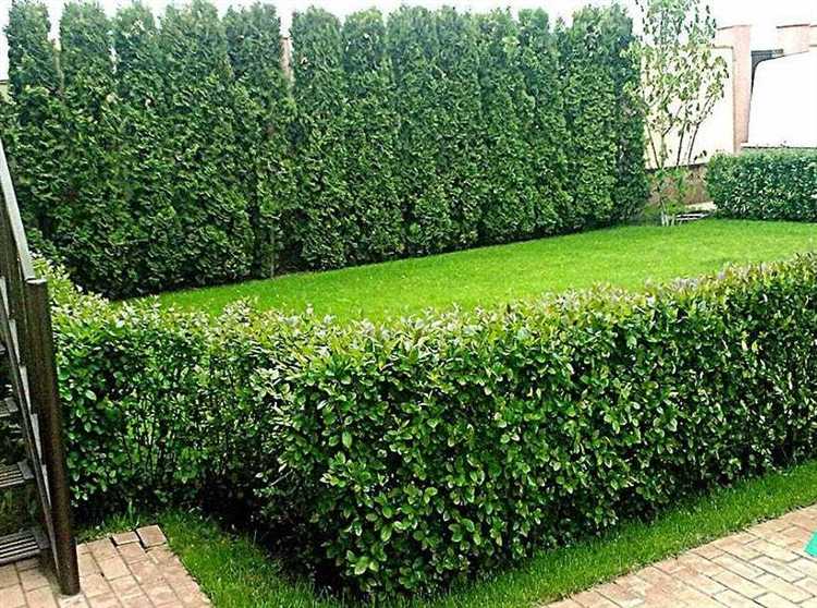 Неприхотливые вечнозеленые растения для круглогодичной густоты