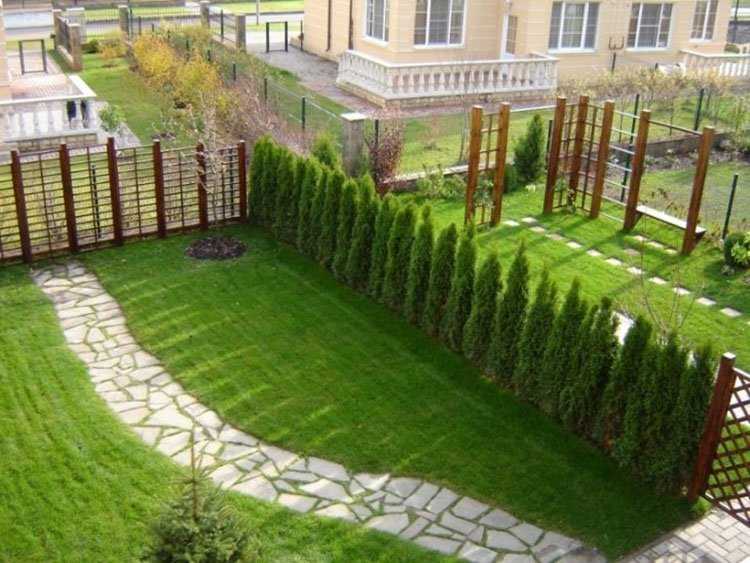 Живая изгородь из чего лучше сделать